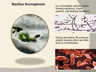 Bacillus thuringiensis is a rod shaped, aerobic, spore-forming bacterium ,Gram-positive, soil-dwelling bacterium During sporulation Bt produces protein crystals which are often toxic to invertebrates. 