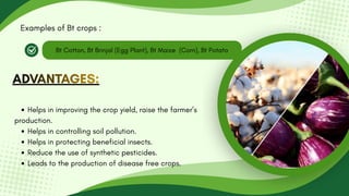 Bt Cotton, Bt Brinjal (Egg Plant), Bt Maize (Corn), Bt Potato
Examples of Bt crops :
ADVANTAGES:
ADVANTAGES:
ADVANTAGES:
Helps in improving the crop yield, raise the farmer’s
production.
Helps in controlling soil pollution.
Helps in protecting beneficial insects.
Reduce the use of synthetic pesticides.
Leads to the production of disease free crops.
 