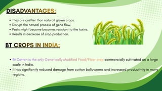 DISADVANTAGES:
DISADVANTAGES:
DISADVANTAGES:
They are costlier than naturall grown crops.
Disrupt the natural process of gene flow.
Pests might become becomes resistant to the toxins.
Results in decrease of crop production.
BT CROPS IN INDIA:
BT CROPS IN INDIA:
BT CROPS IN INDIA:
Bt Cotton is the only Genetically Modified Food/Fiber crop commercially cultivated on a large
scale in India.
It has significntly reduced damage from cotton bolloworms and increased productivity in many
regions.
Bt Cotton is the only Genetically Modified Food/Fiber crop
Bt Cotton is the only Genetically Modified Food/Fiber crop
 