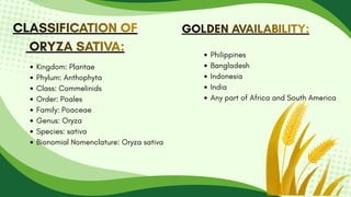 CLASSIFICATION OF
ORYZA SATIVA:
CLASSIFICATION OF
CLASSIFICATION OF
ORYZA SATIVA:
ORYZA SATIVA:
Kingdom: Plantae
Phylum: Anthophyta
Class: Commelinids
Order: Poales
Family: Poaceae
Genus: Oryza
Species: sativa
Bionomial Nomenclature: Oryza sativa
GOLDEN AVAILABILITY:
GOLDEN AVAILABILITY:
GOLDEN AVAILABILITY:
Philippines
Bangladesh
Indonesia
India
Any part of Africa and South America
 