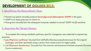 DEVELOPMENT OF GOLDEN RICE:
DEVELOPMENT OF GOLDEN RICE:
DEVELOPMENT OF GOLDEN RICE:
1. Identifying the Biosynthetic Gap:
Normal rice plants naturally produce Geranylgeranyl diphosphate (GGPP) in the grain.
GGPP is an early precursor to vitamin A.
Rice grains naturally lack the subsequent enzymes needed to convert GGPP into β-carotene.
2. Sourcing the Target Genes:
To complete the missing metabolic pathway, specific transgenes were selected to express key
enzymes:
psy (Phytoene synthase): Sourced from daffodils (Narcissus pseudonarcissus) for the original
prototype, and later optimized using a version from maize (corn) for higher yields.
crtI (Phytoene desaturase): Sourced from the common soil bacterium Pantoea ananatis (formerly
Erwinia uredovora).
 