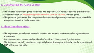 3. Constructing the Gene Vector:
The isolated psy and crtI genes are cloned into a specific DNA molecule called a plasmid vector.
Scientists attach an endosperm-specific promoter (such as Glutelin) to these genes.
This promoter guarantees that the genes only activate and produce β-carotene inside the edible
rice grain rather than the leaves or roots.
4. Plant Transformation:
The engineered recombinant plasmid is inserted into a carrier bacterium called Agrobacterium
tumefaciens.
Immature rice embryos are incubated and infected with this modified Agrobacterium.
The bacterium naturally transfers its targeted plasmid DNA segment directly into the chromosomal
DNA of the host rice cells.
 
