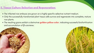 5. Tissue Culture Selection and Regeneration:
The infected rice embryos are grown on a highly specific selective nutrient medium.
Only the successfully transformed plant tissue cells survive and regenerate into complete, mature
rice plants.
The resulting grains exhibit a distinctive golden-yellow color, indicating successful biofortification
and accumulation of β-carotene.
 