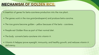 Insertion of genes for beta-carotene production into the rice plant.
The genes work in the rice grain(endosperm) and produce beta-carotne.
The rice grains become golden - yellow because of the beta - carotene.
People eat Golden Rice as part of their normal diet.
The body converts beta-carotene into vitamin A.
Vitamin A helppss iprove eyesight, immuunity, and healthy growth, and reduces vitamin A
deficiency.
MECHANISM OF GOLDEN RICE:
MECHANISM OF GOLDEN RICE:
MECHANISM OF GOLDEN RICE:
 