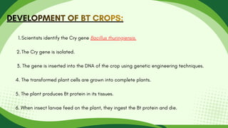DEVELOPMENT OF BT CROPS:
DEVELOPMENT OF BT CROPS:
DEVELOPMENT OF BT CROPS:
1.Scientists identify the Cry gene Bacillus thuringiensis.
2.The Cry gene is isolated.
3. The gene is inserted into the DNA of the crop using genetic engineering techniques.
4. The transformed plant cells are grown into complete plants.
5. The plant produces Bt protein in its tissues.
6. When insect larvae feed on the plant, they ingest the Bt protein and die.
 