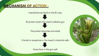 Inserted larvae feed on the Bt crop.
Bt protein enters the insect’s alkaline gut.
The protein becomes activated.
It binds to receptorss in the insect’s intestinal cells.
Pores form in the gut wall.
MECHANISM OF ACTION :
MECHANISM OF ACTION :
MECHANISM OF ACTION :
 