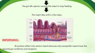 The gut ells rupture, causing the insect to stop feeding
The insect dies within a few days.
IMPORTANCE :
Bt proteins affect only certain insects because only susceptible insects have the
required gut conditions and receptors.
 