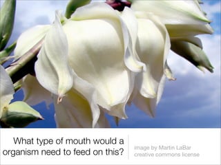 What type of mouth would a
                                 image by Martin LaBar
organism need to feed on this?   creative commons license
 