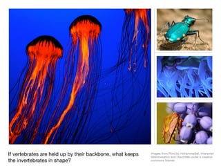If vertebrates are held up by their backbone, what keeps   images from ﬂickr by mohammadali, imarsman
                                                           listentoreason and t buchtele under a creative
the invertebrates in shape?                                commons license
 