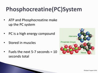 ©Subject Support 2010. 
• ATP and Phosphocreatine make 
up the PC system 
• PC is a high energy compound 
• Stored in muscles 
• Fuels the next 5-7 seconds = 10 
seconds total 
 