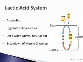 ©Subject Support 2010. 
• Anaerobic 
• High Intensity activities 
• Used when ATP/PC has run out 
• Breakdown of Muscle Glycogen 
 
