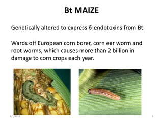 Bt MAIZE
Genetically altered to express δ-endotoxins from Bt.
Wards off European corn borer, corn ear worm and
root worms, which causes more than 2 billion in
damage to corn crops each year.
4/1/2018 9
 