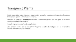 Transgenic Plants
In this process the plant tissues are grown under controlled environment in a series of medium
that contain specific nutrients and hormones.
Selection is done with hygromycin antibiotic. Transformed plants will only grow on a media
supplemented with hygromycin.
Growth in greenhouse of hardened plantlets.
Also tests are carried out to ensure that the plants have the desired gene and to observe the
activity and inheritance of the gene.
 