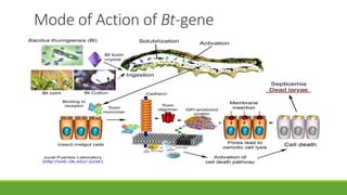 Mode of Action of Bt-gene
 