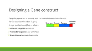 Designing a Gene construct
Designing a gene has to be done, so it can be easily inserted into the crop
For the successful insertion of gene,
It must be slightly modified as follows:
Promoter sequence: CAMV35S
Terminator sequence: nos terminator
Selectable marker gene: hygomycin
 