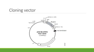 Cloning vector
 