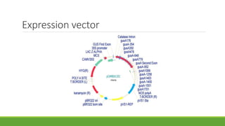 Expression vector
 