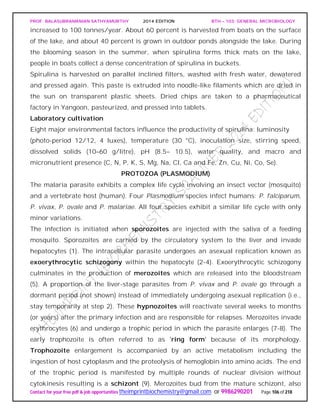 PROF. BALASUBRAMANIAN SATHYAMURTHY 2014 EDITION BTH – 103: GENERAL MICROBIOLOGY
Contact for your free pdf & job opportunities theimprintbiochemistry@gmail.com or 9986290201 Page 106 of 218
increased to 100 tonnes/year. About 60 percent is harvested from boats on the surface
of the lake, and about 40 percent is grown in outdoor ponds alongside the lake. During
the blooming season in the summer, when spirulina forms thick mats on the lake,
people in boats collect a dense concentration of spirulina in buckets.
Spirulina is harvested on parallel inclined filters, washed with fresh water, dewatered
and pressed again. This paste is extruded into noodle-like filaments which are dried in
the sun on transparent plastic sheets. Dried chips are taken to a pharmaceutical
factory in Yangoon, pasteurized, and pressed into tablets.
Laboratory cultivation
Eight major environmental factors influence the productivity of spirulina: luminosity
(photo-period 12/12, 4 luxes), temperature (30 °C), inoculation size, stirring speed,
dissolved solids (10–60 g/litre), pH (8.5– 10.5), water quality, and macro and
micronutrient presence (C, N, P, K, S, Mg, Na, Cl, Ca and Fe, Zn, Cu, Ni, Co, Se).
PROTOZOA (PLASMODIUM)
The malaria parasite exhibits a complex life cycle involving an insect vector (mosquito)
and a vertebrate host (human). Four Plasmodium species infect humans: P. falciparum,
P. vivax, P. ovale and P. malariae. All four species exhibit a similar life cycle with only
minor variations.
The infection is initiated when sporozoites are injected with the saliva of a feeding
mosquito. Sporozoites are carried by the circulatory system to the liver and invade
hepatocytes (1). The intracellular parasite undergoes an asexual replication known as
exoerythrocytic schizogony within the hepatocyte (2-4). Exoerythrocytic schizogony
culminates in the production of merozoites which are released into the bloodstream
(5). A proportion of the liver-stage parasites from P. vivax and P. ovale go through a
dormant period (not shown) instead of immediately undergoing asexual replication (i.e.,
stay temporarily at step 2). These hypnozoites will reactivate several weeks to months
(or years) after the primary infection and are responsible for relapses. Merozoites invade
erythrocytes (6) and undergo a trophic period in which the parasite enlarges (7-8). The
early trophozoite is often referred to as 'ring form' because of its morphology.
Trophozoite enlargement is accompanied by an active metabolism including the
ingestion of host cytoplasm and the proteolysis of hemoglobin into amino acids. The end
of the trophic period is manifested by multiple rounds of nuclear division without
cytokinesis resulting is a schizont (9). Merozoites bud from the mature schizont, also
 