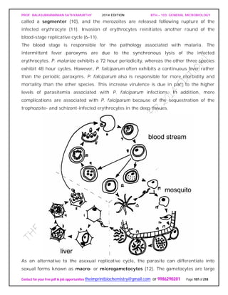 PROF. BALASUBRAMANIAN SATHYAMURTHY 2014 EDITION BTH – 103: GENERAL MICROBIOLOGY
Contact for your free pdf & job opportunities theimprintbiochemistry@gmail.com or 9986290201 Page 107 of 218
called a segmenter (10), and the merozoites are released following rupture of the
infected erythrocyte (11). Invasion of erythrocytes reinitiates another round of the
blood-stage replicative cycle (6-11).
The blood stage is responsible for the pathology associated with malaria. The
intermittent fever paroxyms are due to the synchronous lysis of the infected
erythrocytes. P. malariae exhibits a 72 hour periodicity, whereas the other three species
exhibit 48 hour cycles. However, P. falciparum often exhibits a continuous fever rather
than the periodic paroxyms. P. falciparum also is responsible for more morbidity and
mortality than the other species. This increase virulence is due in part to the higher
levels of parasitemia associated with P. falciparum infections. In addition, more
complications are associated with P. falciparum because of the sequestration of the
trophozoite- and schizont-infected erythrocytes in the deep tissues.
As an alternative to the asexual replicative cycle, the parasite can differentiate into
sexual forms known as macro- or microgametocytes (12). The gametocytes are large
 
