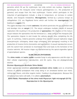 PROF. BALASUBRAMANIAN SATHYAMURTHY 2014 EDITION BTH – 103: GENERAL MICROBIOLOGY
Contact for your free pdf & job opportunities theimprintbiochemistry@gmail.com or 9986290201 Page 108 of 218
parasites which fill up the erythrocyte, but only contain one nucleus. Ingestion of
gametocytes by the mosquito vector induces gametogenesis (i.e., the production of
gametes) and escape from the host erythrocyte. Factors which participate in the
induction of gametogenesis include: a drop in temperature, an increase in carbon
dioxide, and mosquito metabolites. Microgametes, formed by a process known as
exflagellation (13), are flagellated forms which will fertilize the macrogamete (14)
leading to a zygote (15).
The zygote develops into a motile ookinete (16) which penetrates the gut epithelial cells
and develops into an oocyst (17). The oocyst undergoes multiple rounds of asexual
replication (18) resulting in the production of sporozoites (19). Rupture of the mature
oocyst releases the sporozoites into the hemocoel (i.e., body cavity) of the mosquito (20).
The sporozoites migrate to and invade the salivary glands, thus completing the life
cycle. In summary, malaria parasites undergo three distinct asexual replicative stages
(exoerythrocytic schizogony, blood stage schizogony, and sporogony) resulting in the
production of invasive forms (merozoites and sporozoites). A sexual reproduction occurs
with the switch from vertebrate to invertebrate host and leads to the formation of the
invasive ookinete. All invasive stages are characterized by the apical organelles typical
of apicomplexan species.
SLIME MOLDS (PHYSARUM).
The slime molds and water molds resemble fungi in only appearance and life-style. In
their cellular organization, reproduction, and life cycles, they are phylogenetically
distinct.
Division Myxomycota (Acellular Slime Molds)
Under appropriate conditions plasmodial (acellular) slime molds exist as streaming
masses of colorful protoplasm that creep along in an amoeboid fashion over moist,
rotting logs, leaves, and other organic matter. Feeding is by phagocytosis. Because this
streaming mass lacks cell walls, it is called a plasmodium.
Slime Molds. Plasmodium of the slime mold Physarum; light micrograph (X175).
Reproduction in the Myxomycota
 