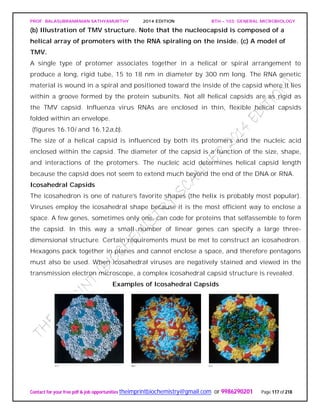 PROF. BALASUBRAMANIAN SATHYAMURTHY 2014 EDITION BTH – 103: GENERAL MICROBIOLOGY
Contact for your free pdf & job opportunities theimprintbiochemistry@gmail.com or 9986290201 Page 117 of 218
(b) Illustration of TMV structure. Note that the nucleocapsid is composed of a
helical array of promoters with the RNA spiraling on the inside. (c) A model of
TMV.
A single type of protomer associates together in a helical or spiral arrangement to
produce a long, rigid tube, 15 to 18 nm in diameter by 300 nm long. The RNA genetic
material is wound in a spiral and positioned toward the inside of the capsid where it lies
within a groove formed by the protein subunits. Not all helical capsids are as rigid as
the TMV capsid. Influenza virus RNAs are enclosed in thin, flexible helical capsids
folded within an envelope.
(figures 16.10i and 16.12a,b).
The size of a helical capsid is influenced by both its protomers and the nucleic acid
enclosed within the capsid. The diameter of the capsid is a function of the size, shape,
and interactions of the protomers. The nucleic acid determines helical capsid length
because the capsid does not seem to extend much beyond the end of the DNA or RNA.
Icosahedral Capsids
The icosahedron is one of nature’s favorite shapes (the helix is probably most popular).
Viruses employ the icosahedral shape because it is the most efficient way to enclose a
space. A few genes, sometimes only one, can code for proteins that selfassemble to form
the capsid. In this way a small number of linear genes can specify a large three-
dimensional structure. Certain requirements must be met to construct an icosahedron.
Hexagons pack together in planes and cannot enclose a space, and therefore pentagons
must also be used. When icosahedral viruses are negatively stained and viewed in the
transmission electron microscope, a complex icosahedral capsid structure is revealed.
Examples of Icosahedral Capsids
 