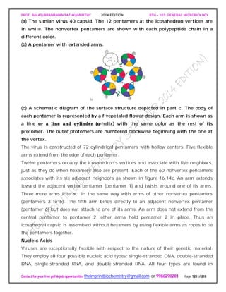 PROF. BALASUBRAMANIAN SATHYAMURTHY 2014 EDITION BTH – 103: GENERAL MICROBIOLOGY
Contact for your free pdf & job opportunities theimprintbiochemistry@gmail.com or 9986290201 Page 120 of 218
(a) The simian virus 40 capsid. The 12 pentamers at the icosahedron vertices are
in white. The nonvertex pentamers are shown with each polypeptide chain in a
different color.
(b) A pentamer with extended arms.
(c) A schematic diagram of the surface structure depicted in part c. The body of
each pentamer is represented by a fivepetaled flower design. Each arm is shown as
a line or a line and cylinder (α-helix) with the same color as the rest of its
protomer. The outer protomers are numbered clockwise beginning with the one at
the vertex.
The virus is constructed of 72 cylindrical pentamers with hollow centers. Five flexible
arms extend from the edge of each pentamer.
Twelve pentamers occupy the icosahedron’s vertices and associate with five neighbors,
just as they do when hexamers also are present. Each of the 60 nonvertex pentamers
associates with its six adjacent neighbors as shown in figure 16.14c. An arm extends
toward the adjacent vertex pentamer (pentamer 1) and twists around one of its arms.
Three more arms interact in the same way with arms of other nonvertex pentamers
(pentamers 3 to 5). The fifth arm binds directly to an adjacent nonvertex pentamer
(pentamer 6) but does not attach to one of its arms. An arm does not extend from the
central pentamer to pentamer 2; other arms hold pentamer 2 in place. Thus an
icosahedral capsid is assembled without hexamers by using flexible arms as ropes to tie
the pentamers together.
Nucleic Acids
Viruses are exceptionally flexible with respect to the nature of their genetic material.
They employ all four possible nucleic acid types: single-stranded DNA, double-stranded
DNA, single-stranded RNA, and double-stranded RNA. All four types are found in
 