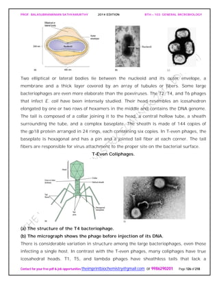 PROF. BALASUBRAMANIAN SATHYAMURTHY 2014 EDITION BTH – 103: GENERAL MICROBIOLOGY
Contact for your free pdf & job opportunities theimprintbiochemistry@gmail.com or 9986290201 Page 126 of 218
Two elliptical or lateral bodies lie between the nucleoid and its outer envelope, a
membrane and a thick layer covered by an array of tubules or fibers. Some large
bacteriophages are even more elaborate than the poxviruses. The T2, T4, and T6 phages
that infect E. coli have been intensely studied. Their head resembles an icosahedron
elongated by one or two rows of hexamers in the middle and contains the DNA genome.
The tail is composed of a collar joining it to the head, a central hollow tube, a sheath
surrounding the tube, and a complex baseplate. The sheath is made of 144 copies of
the gp18 protein arranged in 24 rings, each containing six copies. In T-even phages, the
baseplate is hexagonal and has a pin and a jointed tail fiber at each corner. The tail
fibers are responsible for virus attachment to the proper site on the bacterial surface.
T-Even Coliphages.
(a) The structure of the T4 bacteriophage.
(b) The micrograph shows the phage before injection of its DNA.
There is considerable variation in structure among the large bacteriophages, even those
infecting a single host. In contrast with the T-even phages, many coliphages have true
icosahedral heads. T1, T5, and lambda phages have sheathless tails that lack a
 