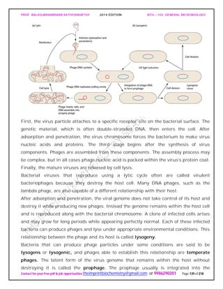 PROF. BALASUBRAMANIAN SATHYAMURTHY 2014 EDITION BTH – 103: GENERAL MICROBIOLOGY
Contact for your free pdf & job opportunities theimprintbiochemistry@gmail.com or 9986290201 Page 139 of 218
First, the virus particle attaches to a specific receptor site on the bacterial surface. The
genetic material, which is often double-stranded DNA, then enters the cell. After
adsorption and penetration, the virus chromosome forces the bacterium to make virus
nucleic acids and proteins. The third stage begins after the synthesis of virus
components. Phages are assembled from these components. The assembly process may
be complex, but in all cases phage nucleic acid is packed within the virus’s protein coat.
Finally, the mature viruses are released by cell lysis.
Bacterial viruses that reproduce using a lytic cycle often are called virulent
bacteriophages because they destroy the host cell. Many DNA phages, such as the
lambda phage, are also capable of a different relationship with their host.
After adsorption and penetration, the viral genome does not take control of its host and
destroy it while producing new phages. Instead the genome remains within the host cell
and is reproduced along with the bacterial chromosome. A clone of infected cells arises
and may grow for long periods while appearing perfectly normal. Each of these infected
bacteria can produce phages and lyse under appropriate environmental conditions. This
relationship between the phage and its host is called lysogeny.
Bacteria that can produce phage particles under some conditions are said to be
lysogens or lysogenic, and phages able to establish this relationship are temperate
phages. The latent form of the virus genome that remains within the host without
destroying it is called the prophage. The prophage usually is integrated into the
 