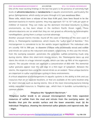PROF. BALASUBRAMANIAN SATHYAMURTHY 2014 EDITION BTH – 103: GENERAL MICROBIOLOGY
Contact for your free pdf & job opportunities theimprintbiochemistry@gmail.com or 9986290201 Page 198 of 218
One of the most exciting findings in the last few years is the presence of extremely high
levels of ultramicrobacteria or nanobacteria in aquatic environments, particularly the
genus Sphingomonas, which easily can pass through a 0.2 μm membrane filter.
These cells, which have a volume of less than 0.08 μm3, have been found to be the
dominant bacteria in marine systems; they may approach 1012 to 1013 cells per gram or
milliliter of material. They can make up the dominant microbial biovolume in many
environments, as has been shown in the northern Pacific Ocean region. These
ultramicrobacteria are so small that they are not grazed as efficiently by heterotrophic
nanoflagellates, giving them a unique survival advantage.
Another unusual marine microbe, found off the coast of Namibia on the west coast of
Africa, is Thiomargarita namibiensis, which means the “sulfur pearl of Namibia.” This
microorganism is considered to be the world’s largest bacterium! The individual cells
are usually 100 to 300 μm in diameter (750μm cells occasionally occur) and sulfide
and nitrate are used as the reductant and oxidant, respectively. In this case the nitrate,
from the overlying seawater, penetrates the anaerobic sulfide-containing muds only
during storms. When this short-term mixing occurs, the Thiomargarita takes up and
stores the nitrate in a huge internal vacuole, which can take up 98% of the organism’s
volume. The vacuolar nitrate can approach a concentration of 800 mM. The elemental
sulfur granules appear near the cell edge in a thin layer of cytoplasm. Between the
storms, the organism lives using the stored nitrate as an oxidant. These unique bacteria
are important in sulfur and nitrogen cycling in these environments.
A critical adaptation of microorganisms in aquatic systems is the ability to link and use
resources that are in separate locations, or that are available at the same location only
for short intervals such as during storms. One of the most interesting bacteria linking
widely separated resources is Thioploca spp., which lives in bundles surrounded by a
common sheath.
Thioploca the “Spaghetti Bacterium.”
Thioploca (sulfur braid) is an unusual microorganism that links separated
resources of sulfide from the mud and nitrate from the overlying water. (a)
Bundles that join the aerobic surface and the lower anaerobic mud. (b) An
individual Thioploca, showing the elemental sulfur globules and tapered ends. Bar
~ 40μm.
 