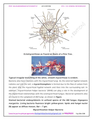 PROF. BALASUBRAMANIAN SATHYAMURTHY 2014 EDITION BTH – 103: GENERAL MICROBIOLOGY
Contact for your free pdf & job opportunities theimprintbiochemistry@gmail.com or 9986290201 Page 216 of 218
Ectomycorrhizae as Found on Roots of a Pine Tree.
Typical irregular branching of the white, smooth mycorrhizae is evident.
Bacteria also have relations with the mycorrhizal fungi. As the external hyphal network
radiates out into the soil, a mycorrhizosphere is formed due to the flow of carbon from
the plant into the mycorrhizal hyphal network and then into the surrounding soil. In
addition, “mycorrhization helper bacteria” (MHB) can play a role in the development of
the mycorrhizal relationships with the ectomycorrhizal fungus. Bacterial symbionts also
are found in the cytoplasm of AM fungi, as shown in figure.
Stained bacterial endosymbionts in unfixed spores of the AM fungus Gigaspora
margarita. Living bacteria fluoresce bright yellow-green; lipids and fungal nuclei
(N) appear as diffuse masses. Bar = 7 μm.
Mycorrhization Helper Bacteria
 