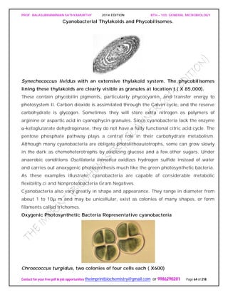 PROF. BALASUBRAMANIAN SATHYAMURTHY 2014 EDITION BTH – 103: GENERAL MICROBIOLOGY
Contact for your free pdf & job opportunities theimprintbiochemistry@gmail.com or 9986290201 Page 64 of 218
Cyanobacterial Thylakoids and Phycobilisomes.
Synechococcus lividus with an extensive thylakoid system. The phycobilisomes
lining these thylakoids are clearly visible as granules at location t ( X 85,000).
These contain phycobilin pigments, particularly phycocyanin, and transfer energy to
photosystem II. Carbon dioxide is assimilated through the Calvin cycle, and the reserve
carbohydrate is glycogen. Sometimes they will store extra nitrogen as polymers of
arginine or aspartic acid in cyanophycin granules. Since cyanobacteria lack the enzyme
α-ketoglutarate dehydrogenase, they do not have a fully functional citric acid cycle. The
pentose phosphate pathway plays a central role in their carbohydrate metabolism.
Although many cyanobacteria are obligate photolithoautotrophs, some can grow slowly
in the dark as chemoheterotrophs by oxidizing glucose and a few other sugars. Under
anaerobic conditions Oscillatoria limnetica oxidizes hydrogen sulfide instead of water
and carries out anoxygenic photosynthesis much like the green photosynthetic bacteria.
As these examples illustrate, cyanobacteria are capable of considerable metabolic
flexibility.ci and Nonproteobacteria Gram Negatives
Cyanobacteria also vary greatly in shape and appearance. They range in diameter from
about 1 to 10μ m and may be unicellular, exist as colonies of many shapes, or form
filaments called trichomes.
Oxygenic Photosynthetic Bacteria Representative cyanobacteria
Chroococcus turgidus, two colonies of four cells each ( X600)
 