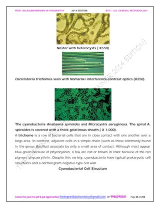 PROF. BALASUBRAMANIAN SATHYAMURTHY 2014 EDITION BTH – 103: GENERAL MICROBIOLOGY
Contact for your free pdf & job opportunities theimprintbiochemistry@gmail.com or 9986290201 Page 65 of 218
Nostoc with heterocysts ( X550)
Oscillatoria trichomes seen with Nomarski interference-contrast optics (X250).
The cyanobacteria Anabaena spiroides and Microcystis aeruginosa. The spiral A.
spiroides is covered with a thick gelatinous sheath ( X 1,000).
A trichome is a row of bacterial cells that are in close contact with one another over a
large area. In contrast, adjacent cells in a simple chain (such as those commonly found
in the genus Bacillus) associate by only a small area of contact. Although most appear
blue-green because of phycocyanin, a few are red or brown in color because of the red
pigment phycoerythrin. Despite this variety, cyanobacteria have typical prokaryotic cell
structures and a normal gram-negative type cell wall.
Cyanobacterial Cell Structure
 