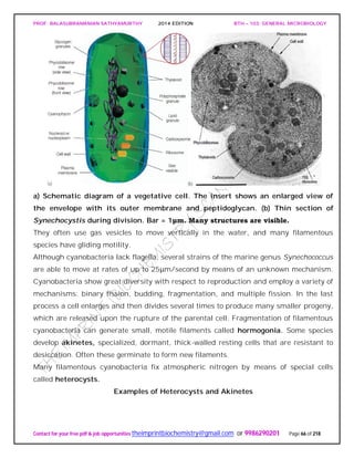PROF. BALASUBRAMANIAN SATHYAMURTHY 2014 EDITION BTH – 103: GENERAL MICROBIOLOGY
Contact for your free pdf & job opportunities theimprintbiochemistry@gmail.com or 9986290201 Page 66 of 218
a) Schematic diagram of a vegetative cell. The insert shows an enlarged view of
the envelope with its outer membrane and peptidoglycan. (b) Thin section of
Synechocystis during division. Bar = 1μm. Many structures are visible.
They often use gas vesicles to move vertically in the water, and many filamentous
species have gliding motility.
Although cyanobacteria lack flagella, several strains of the marine genus Synechococcus
are able to move at rates of up to 25μm/second by means of an unknown mechanism.
Cyanobacteria show great diversity with respect to reproduction and employ a variety of
mechanisms: binary fission, budding, fragmentation, and multiple fission. In the last
process a cell enlarges and then divides several times to produce many smaller progeny,
which are released upon the rupture of the parental cell. Fragmentation of filamentous
cyanobacteria can generate small, motile filaments called hormogonia. Some species
develop akinetes, specialized, dormant, thick-walled resting cells that are resistant to
desiccation. Often these germinate to form new filaments.
Many filamentous cyanobacteria fix atmospheric nitrogen by means of special cells
called heterocysts.
Examples of Heterocysts and Akinetes
 