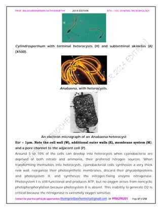 PROF. BALASUBRAMANIAN SATHYAMURTHY 2014 EDITION BTH – 103: GENERAL MICROBIOLOGY
Contact for your free pdf & job opportunities theimprintbiochemistry@gmail.com or 9986290201 Page 67 of 218
Cylindrospermum with terminal heterocysts (H) and subterminal akinetes (A)
(X500).
Anabaena, with heterocysts.
An electron micrograph of an Anabaena heterocyst
Bar = 1μm. Note the cell wall (W), additional outer walls (E), membrane system (M),
and a pore channel to the adjacent cell (P).
Around 5 to 10% of the cells can develop into heterocysts when cyanobacteria are
deprived of both nitrate and ammonia, their preferred nitrogen sources. When
transforming themselves into heterocysts, cyanobacterial cells synthesize a very thick
new wall, reorganize their photosynthetic membranes, discard their phycobiliproteins
and photosystem II, and synthesize the nitrogen-fixing enzyme nitrogenase.
Photosystem I is still functional and produces ATP, but no oxygen arises from noncyclic
photophosphorylation because photosystem II is absent. This inability to generate O2 is
critical because the nitrogenase is extremely oxygen sensitive.
 