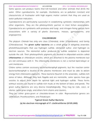 PROF. BALASUBRAMANIAN SATHYAMURTHY 2014 EDITION BTH – 103: GENERAL MICROBIOLOGY
Contact for your free pdf & job opportunities theimprintbiochemistry@gmail.com or 9986290201 Page 71 of 218
Some species can produce toxins that kill livestock and other animals that drink the
water. Other cyanobacteria, for example, Oscillatoria, are so pollution resistant and
characteristic of freshwater with high organic matter content that they are used as
water pollution indicators.
Cyanobacteria are particularly successful in establishing symbiotic relationships with
other organisms. They are the photosynthetic partner in most lichen associations.
Cyanobacteria are symbionts with protozoa and fungi, and nitrogen-fixing species form
associations with a variety of plants (liverworts, mosses, gymnosperms, and
angiosperms).
CHLOROBIUM
The phylum Chlorobi has only one class (Chlorobia), order (Chlorobiales), and family
(Chlorobiaceae). The green sulfur bacteria are a small group of obligately anaerobic
photolithoautotrophs that use hydrogen sulfide, elemental sulfur, and hydrogen as
electron sources. The elemental sulfur produced by sulfide oxidation is deposited
outside the cell. Their photosynthetic pigments are located in ellipsoidal vesicles called
chlorosomes or chlorobium vesicles, which are attached to the plasma membrane but
are not continuous with it. The chlorosome membrane is not a normal lipid bilayer or
unit membrane.
Chloro somes contain accessory bacteriochlorophyll pigments, but the reaction center
bacteriochlorophyll is located in the plasma membrane and must be able to obtain
energy from chlorosome pigments. These bacteria flourish in the anaerobic, sulfide-rich
zones of lakes. Although they lack flagella and are nonmotile, some species have gas
vesicles to adjust their depth for optimal light and hydrogen sulfide. Those forms
without vesicles are found in sulfide-rich muds at the bottom of lakes and ponds. The
green sulfur bacteria are very diverse morphologically. They may be rods, cocci, or
vibrios; some grow singly, and others form chains and clusters.
They are either grass-green or chocolate-brown in color. Representative genera are
Chlorobium, Prosthecochloris, and Pelodictyon.
Typical Green Sulfur Bacteria
(a) An electron micrograph of P. clathratiforme (X105,000).
 