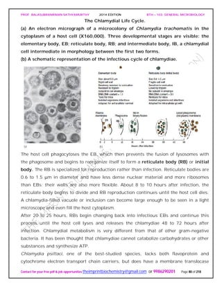 PROF. BALASUBRAMANIAN SATHYAMURTHY 2014 EDITION BTH – 103: GENERAL MICROBIOLOGY
Contact for your free pdf & job opportunities theimprintbiochemistry@gmail.com or 9986290201 Page 80 of 218
The Chlamydial Life Cycle.
(a) An electron micrograph of a microcolony of Chlamydia trachomatis in the
cytoplasm of a host cell (X160,000). Three developmental stages are visible: the
elementary body, EB; reticulate body, RB; and intermediate body, IB, a chlamydial
cell intermediate in morphology between the first two forms.
(b) A schematic representation of the infectious cycle of chlamydiae.
The host cell phagocytoses the EB, which then prevents the fusion of lysosomes with
the phagosome and begins to reorganize itself to form a reticulate body (RB) or initial
body. The RB is specialized for reproduction rather than infection. Reticulate bodies are
0.6 to 1.5 μm in diameter and have less dense nuclear material and more ribosomes
than EBs; their walls are also more flexible. About 8 to 10 hours after infection, the
reticulate body begins to divide and RB reproduction continues until the host cell dies.
A chlamydia-filled vacuole or inclusion can become large enough to be seen in a light
microscope and even fill the host cytoplasm.
After 20 to 25 hours, RBs begin changing back into infectious EBs and continue this
process until the host cell lyses and releases the chlamydiae 48 to 72 hours after
infection. Chlamydial metabolism is very different from that of other gram-negative
bacteria. It has been thought that chlamydiae cannot catabolize carbohydrates or other
substances and synthesize ATP.
Chlamydia psittaci, one of the best-studied species, lacks both flavoprotein and
cytochrome electron transport chain carriers, but does have a membrane translocase
 