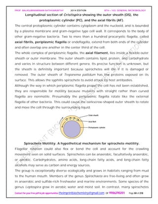 PROF. BALASUBRAMANIAN SATHYAMURTHY 2014 EDITION BTH – 103: GENERAL MICROBIOLOGY
Contact for your free pdf & job opportunities theimprintbiochemistry@gmail.com or 9986290201 Page 84 of 218
Longitudinal section of Cristispira showing the outer sheath (OS), the
protoplasmic cylinder (PC), and the axial fibrils (AF).
The central protoplasmic cylinder contains cytoplasm and the nucleoid, and is bounded
by a plasma membrane and gram-negative type cell wall. It corresponds to the body of
other gram-negative bacteria. Two to more than a hundred procaryotic flagella, called
axial fibrils, periplasmic flagella or endoflagella, extend from both ends of the cylinder
and often overlap one another in the center third of the cell.
The whole complex of periplasmic flagella, the axial filament, lies inside a flexible outer
sheath or outer membrane. The outer sheath contains lipid, protein, and carbohydrate
and varies in structure between different genera. Its precise function is unknown, but
the sheath is definitely important because spirochetes will die if it is damaged or
removed. The outer sheath of Treponema pallidum has few proteins exposed on its
surface. This allows the syphilis spirochete to avoid attack by host antibodies.
Although the way in which periplasmic flagella propel the cell has not been established,
they are responsible for motility because mutants with straight rather than curved
flagella are nonmotile. Presumably the periplasmic flagella rotate like the external
flagella of other bacteria. This could cause the corkscrew-shaped outer sheath to rotate
and move the cell through the surrounding liquid.
Spirochete Motility. A hypothetical mechanism for spirochete motility.
Flagellar rotation could also flex or bend the cell and account for the crawling
movement seen on solid surfaces. Spirochetes can be anaerobic, facultatively anaerobic,
or aerobic. Carbohydrates, amino acids, long-chain fatty acids, and long-chain fatty
alcohols may serve as carbon and energy sources.
The group is exceptionally diverse ecologically and grows in habitats ranging from mud
to the human mouth. Members of the genus Spirochaeta are free-living and often grow
in anaerobic and sulfide-rich freshwater and marine environments. Some species of the
genus Leptospira grow in aerobic water and moist soil. In contrast, many spirochetes
 