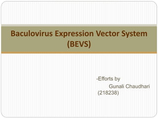 -Efforts by
Gunali Chaudhari
(218238)
Baculovirus Expression Vector System
(BEVS)
 