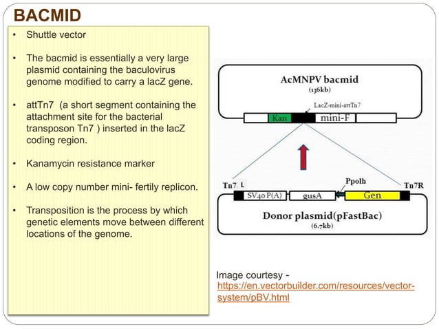 Baculovirus expression vector system | PPTX | Biological Sciences | Science