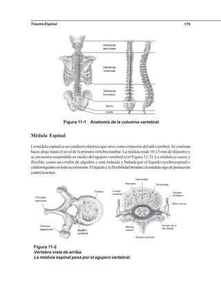 Trauma Espinal 179
Médula Espinal
Lamédulaespinalesunconductoeléctricoquesirvecomoextensióndeltallocerebral.Secontinúa
hacia abajo hasta el nivel de la primera vértebra lumbar. La médula mide 10-13 mm de diámetro y
se encuentra suspendida en medio del agujero vertebral (ver Figura 11-2). La médula es suave y
flexible, como un cordón de algodón y está rodeada y bañada por el líquido cerebroespinal o
cefalorraquídeoentodasuextensión.Ellíquidoylaflexibilidadbrindanalamédulaalgodeprotección
contralesiones.
Figura 11-1 Anatomía de la columna vertebral.
Figura 11-2
Vértebra vista de arriba.
La médula espinal pasa por el agujero vertebral.
 