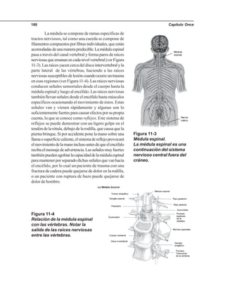 Capítulo Once180
La médula se compone de ramas específicas de
tractos nerviosos, tal como una cuerda se compone de
filamentoscompuestosporfibrasindividuales,queestán
acomodadasdeunamanerapredecible.Lamédulaespinal
pasa a través del canal vertebral y forma pares de raíces
nerviosasqueemananencadanivelvertebral(verFigura
11-3).Lasraícesyacencercadeldiscointervertebralyla
parte lateral de las vértebras, haciendo a las raíces
nerviosassusceptiblesdelesióncuandoocurreuntrauma
en esas regiones (ver Figura 11-4). Las raíces nerviosas
conducen señales sensoriales desde el cuerpo hasta la
médula espinal y luego al encéfalo. Las raíces nerviosas
tambiénllevanseñalesdesdeelencéfalohastamúsculos
específicos ocasionando el movimiento de éstos. Estas
señales van y vienen rápidamente y algunas son lo
suficientementefuertesparacausarefectosporsupropia
cuenta, lo que se conoce como reflejos. Este sistema de
reflejos se puede demostrar con un ligero golpe en el
tendón de la rótula, debajo de la rodilla, que causa que la
pierna brinque. Si por accidente pone la mano sobre una
llamaosuperficiecaliente,elsistemadereflejoprovocará
elmovimientodelamanoinclusoantesdequeelencéfalo
recibaelmensajedeadvertencia.Lasseñalesmuyfuertes
tambiénpuedenagobiarlacapacidaddelamédulaespinal
paramantenerporseparadodichasseñalesquevanhacia
el encéfalo, por lo cual un paciente de trauma con una
fractura de cadera puede quejarse de dolor en la rodilla,
o un paciente con ruptura de bazo puede quejarse de
dolor de hombro.
Figura 11-3
Médula espinal.
La médula espinal es una
continuación del sistema
nervioso central fuera del
cráneo.
Figura 11-4
Relación de la médula espinal
con las vértebras. Notar la
salida de las raíces nerviosas
entre las vértebras.
 