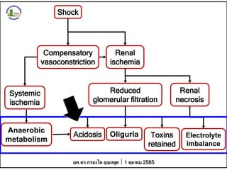 Shock
Compensatory
vasoconstriction
Renal
ischemia
Systemic
ischemia
Reduced
glomerular filtration
Anaerobic
metabolism
Acidosis Oliguria Toxins
retained
Electrolyte
imbalance
Renal
necrosis
ผศ.ดร.กรองได อุณหสูต 1 ตุลาคม 2565
 