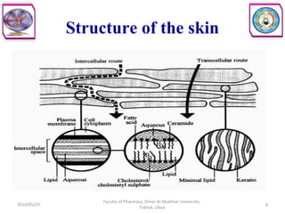 Dermal Homogenization Topical preparations | PPT