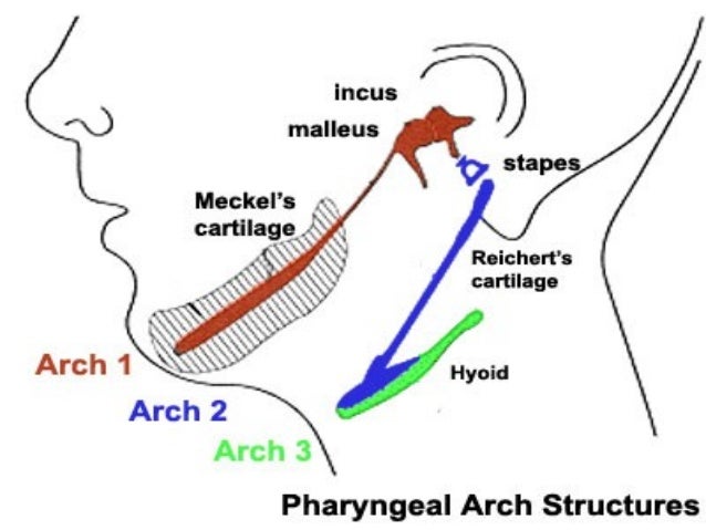 pharyngeal arches pouches pharyngeal arches