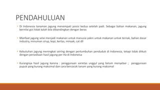 PENDAHULUAN
• Di Indonesia tanaman jagung menempati posisi kedua setelah padi. Sebagai bahan makanan, jagung
bernilai gizi tidak kalah bila dibandingkan dengan beras
• Manfaat jagung selai menjadi makanan untuk manusia yakni untuk makanan untuk ternak, bahan dasar
industry, minuman sirup, kopi, kertas, minyak, cat dll
• Kebutuhan jagung meningkat seiring dengan pertumbuhan penduduk di Indonesia, tetapi tidak diikuti
dengan persediaan hasil jagung per Ha di Indoneisa
• Kurangnya hasil jagung karena : penggunaan varietas unggul yang belum menyebar ; penggunaan
pupuk yang kurang maksimal dan cara bercocok tanam yang kurang maksimal
 