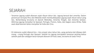 SEJARAH
◦ Tanaman jagung sudah ditanam sejak ribuan tahun lalu. Jagung berasal dari amerika. Dalam
penemuan ternyata Peru dan Meksiko telah membudidayakan jagung sejak ribuan tahun yang
lalu. Berkembang terutama di daerah Meksikko, Amerika Tengah, dan Amerika Selatan.
Akhirnya jagung menyebar ke Spanyol, Portugis, Prancis, Italia, dan bagian utara Afrika. Pada
awal abad keenam belas menyebar ke India dan Cina.
◦ Di Indonesia sudah dikenal kira – kira empat ratus tahun lalu, yang pertama kali dibawa oleh
orang – orang Portugis dan Spanyol. Setelah itu jagung merupakan tanaman penting kedua
setelah padi dan sebagian besar banyak ditanam di Pulau Jawa, terutama di Jawa Timur.
 