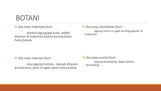 BOTANI
 Zea mays indentata Sturt
disebut jagung gigi kuda, sedikit
ditanam di Indonesia karena kurang tahan
hama bubuk.
 Zea mays indurate Sturt
atau jagung mutiara , banyak ditanam
di Indonesia, jenis ini agak tahan hama bubuk
 Zea mays Saccharata Sturt
jagung manis ini agak kurang popular di
Indonesia
 Zea mays everta Sturt
jagung berondong, dapat dibuat
berondong
 