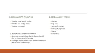 C. BERDASARKAN WARNA BIJI
◦ Varietas yang berbiji kuning
◦ Varietas yan berbiji putih
◦ Varietas campuran
D. BERDASARKAN PEMBENIHANNYA
• Golongan bersari silang, benih dapat diambil
dari pertanaman sebelumnya.
• Golongan hybrid, benih tidak dapat diambil dari
pertanaman sebelumnya.
E. BERDASARKAN TIPE BIJI
◦ Mutiara
◦ Gigi kuda
◦ Setengah mutiara
◦ Setengah gigi kuda
◦ Manis
◦ berondong
 