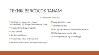 TEKNIK BERCOCOK TANAM
A. PEMILIHAN VARIETAS
 hasil biji per satuan luas tinggi,
perbandingan biji dengan bahan kering tinggi,
Tanggap terhadap pemupukan
Umur pendek
Berdaya hasil tinggi
Toleran atau tahan terhadap H/P
Beradaptasi baik pada berbagai lingkungan
Tegap dan tidak rebah
Tanaman pendek
Kulit jagung menutup tongkol dengan rapat
Biji keras dengan warna rata
Kandungan rotein biji cukup tinggi
 