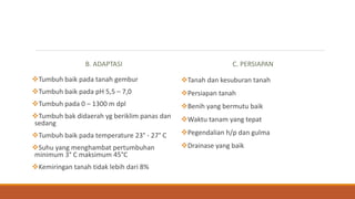 B. ADAPTASI
Tumbuh baik pada tanah gembur
Tumbuh baik pada pH 5,5 – 7,0
Tumbuh pada 0 – 1300 m dpl
Tumbuh bak didaerah yg beriklim panas dan
sedang
Tumbuh baik pada temperature 23° - 27° C
Suhu yang menghambat pertumbuhan
minimum 3° C maksimum 45°C
Kemiringan tanah tidak lebih dari 8%
C. PERSIAPAN
Tanah dan kesuburan tanah
Persiapan tanah
Benih yang bermutu baik
Waktu tanam yang tepat
Pegendalian h/p dan gulma
Drainase yang baik
 